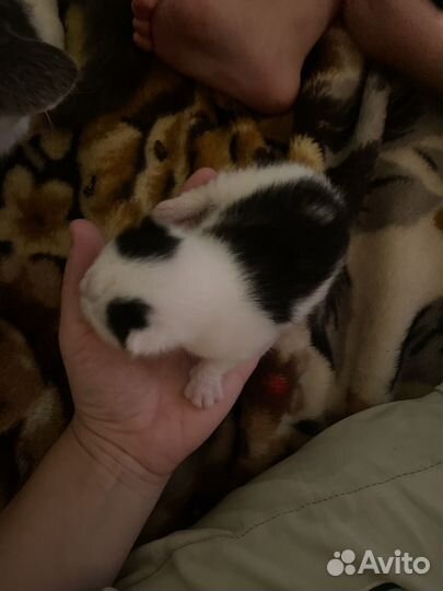 Котенок ищет семью, дом,друга черно-белый пушистик