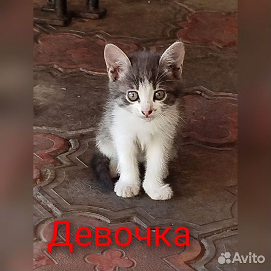 Котята в добрые руки приучены к лотку