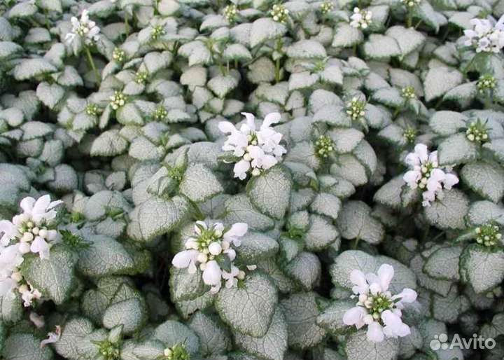 Клещевина (Яснотка)