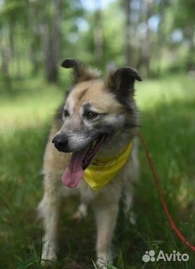 Собака в добрые руки отдам бесплатно