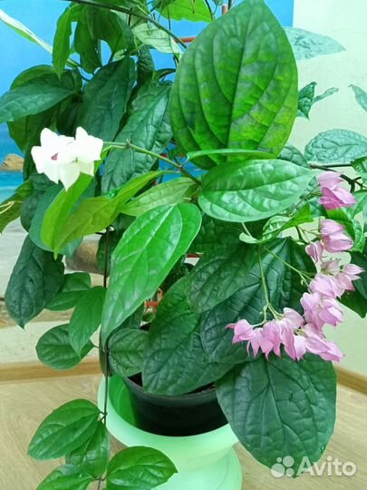 Аглаонема Уши слона Призрак Роял Даймонд