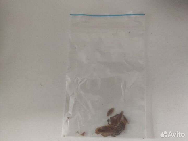 Семена Голубой ели