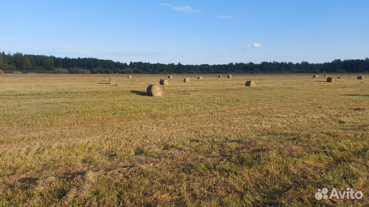 Продам сено