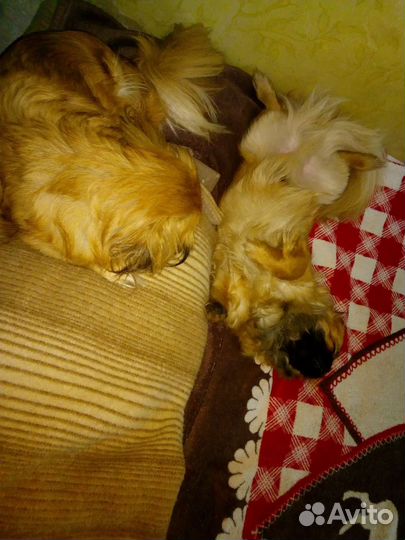 Щенки пекинеса