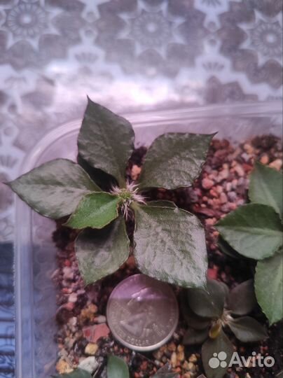 Euphorbia francoisii hybrid