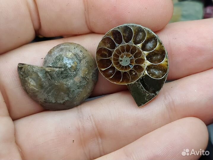 Окаменелости аммониты. Пара