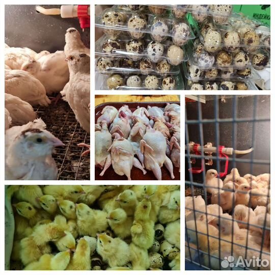 Яйца перепелиные