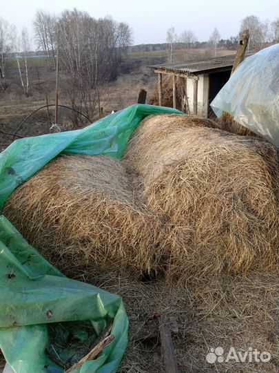 Сено в тюках