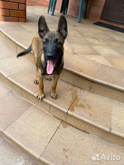 Щенки бельгийской овчарки малинуа (рабочие крови)