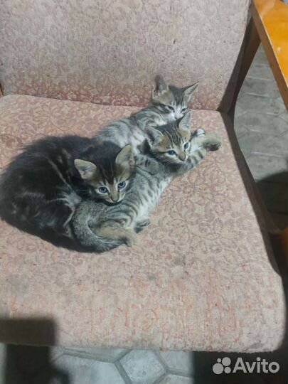 Кошки в добрые руки бесплатно