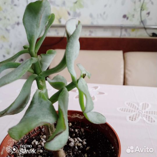 Крассула курчавая