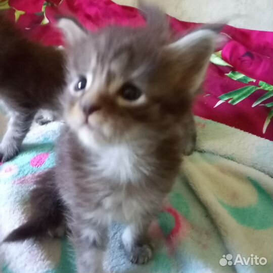 Котята мейн-кун