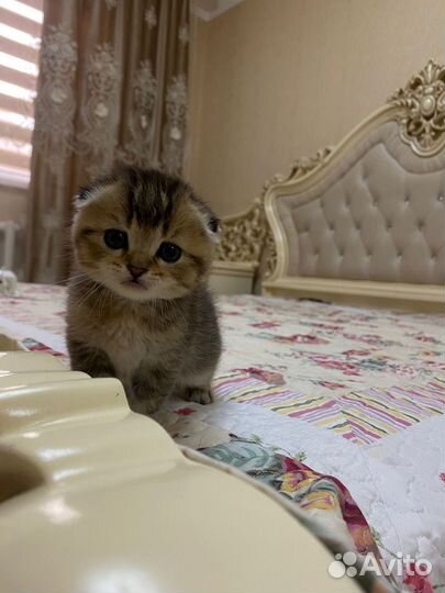 Шотландские котята