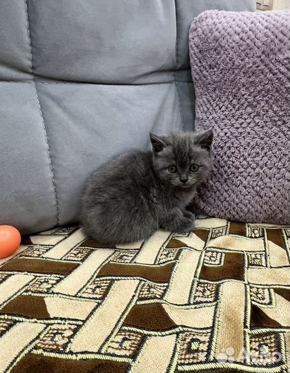 Продам шотландских котят