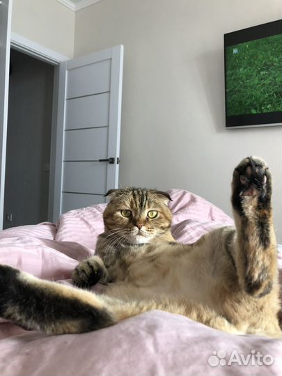 Кошка