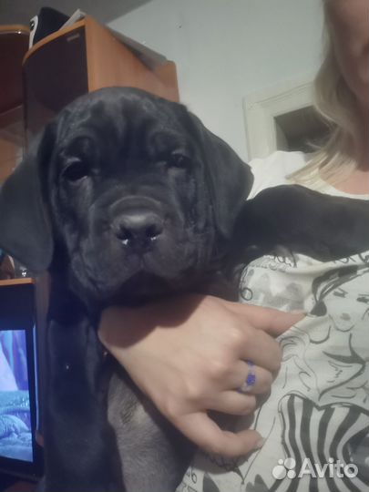 Щенки Кане Корсо