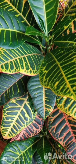 Кротон (кодиеум) Петра