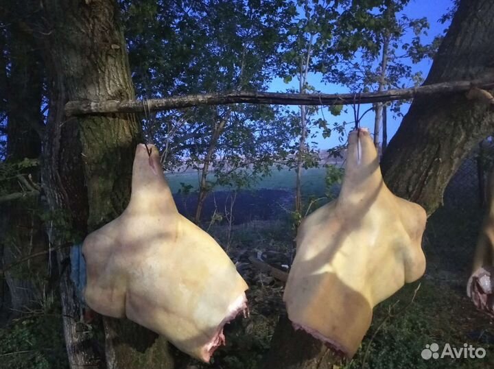 Мясо свинина домашняя