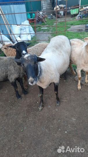 Баран и баранчики