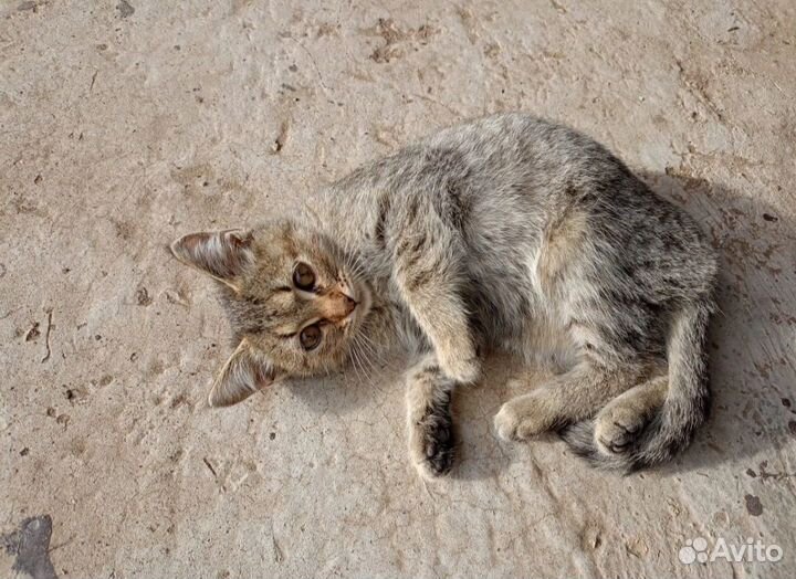 Котёнок