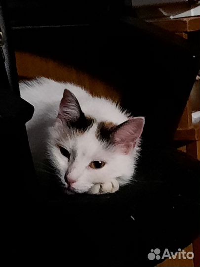 Кошки бесплатно