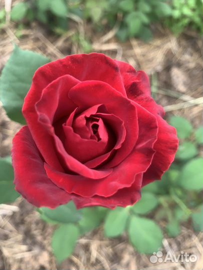 Роза кустовая корни(кусты)