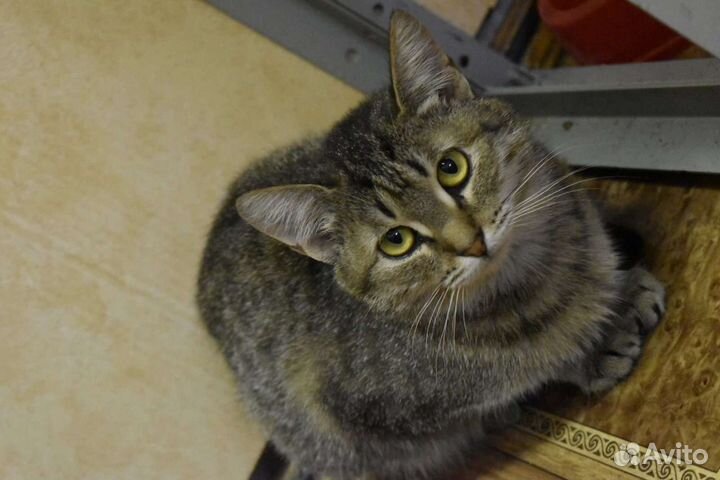 Котенок