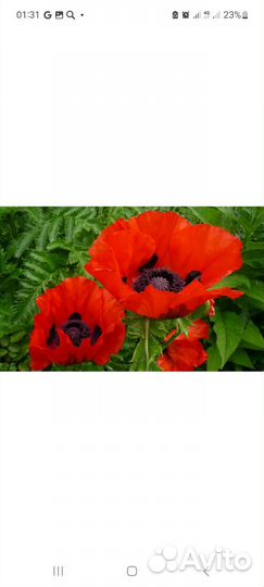 Мак садовый многолетний