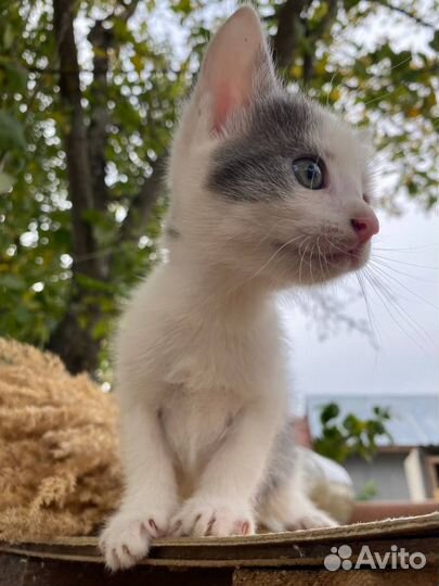 Котенок типичный