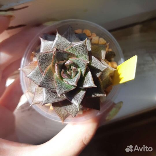 Суккуленты,излишки