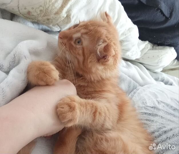 Вислоухая девочка