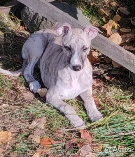 Щенки уиппета