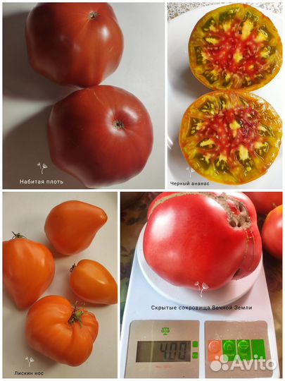 Семена коллекционные сортовые томаты Биф и Биф2