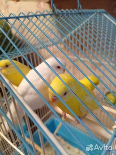 Птенцы волнистый попугай