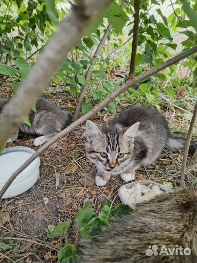 Кошка в дар