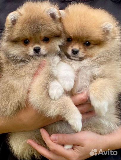 Померанский шпиц мини