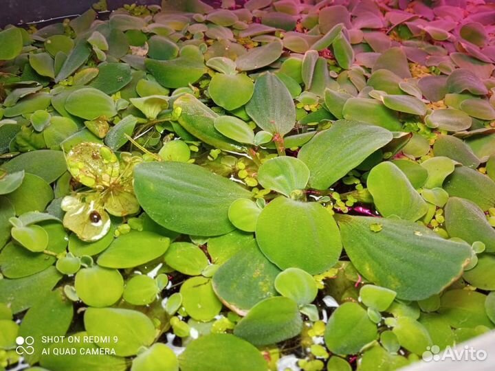 Растения пистия