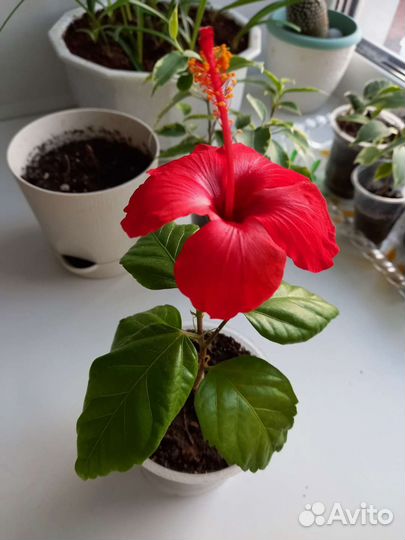 Гибискус, китайская роза