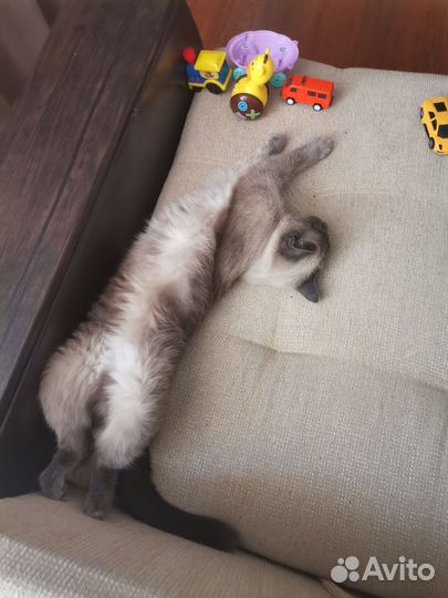Сиамская кошка
