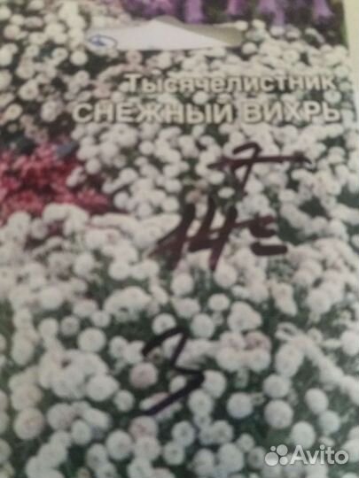 Рассада многолетних цветов