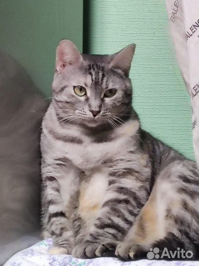 Василиса Краса