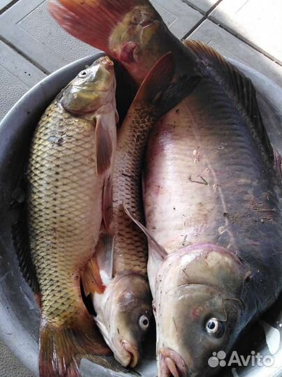 Платная рыбалка