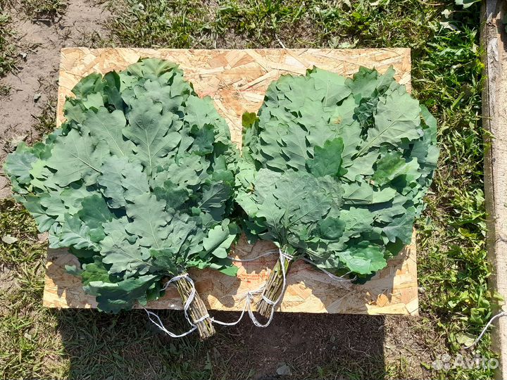 Дубовые веники для бани