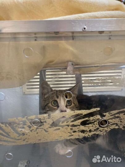 SOS Ищем дом маленькой кощечке, 8 месяцев