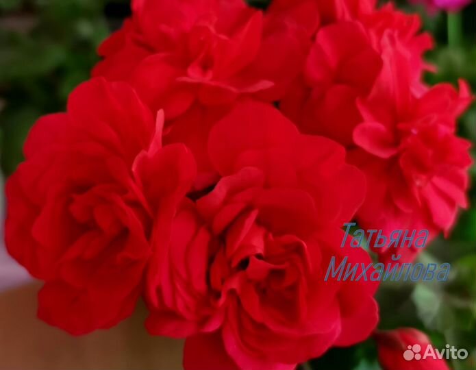 Пеларгонии герани зонартики Pg. Ragnar и др