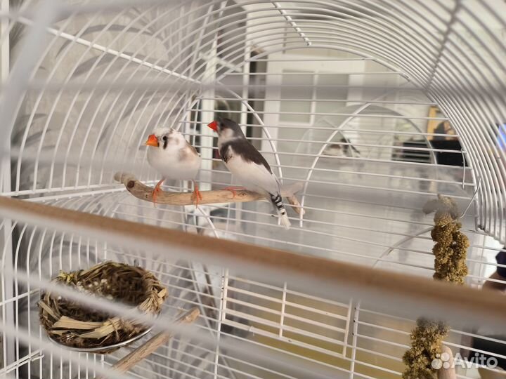 Зебровые амадины