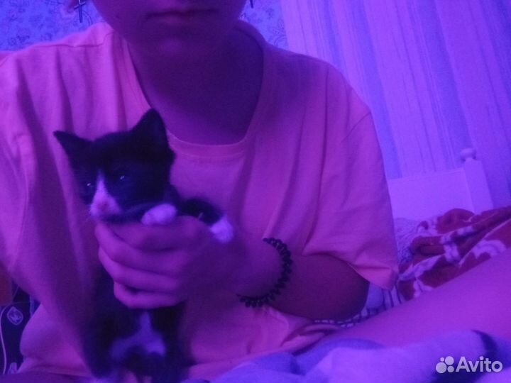 Котëнок в добрые руки