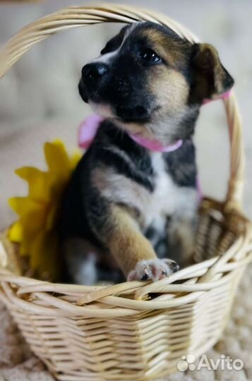 Щенок девочка