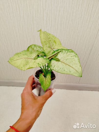 Сингониумы ч.2