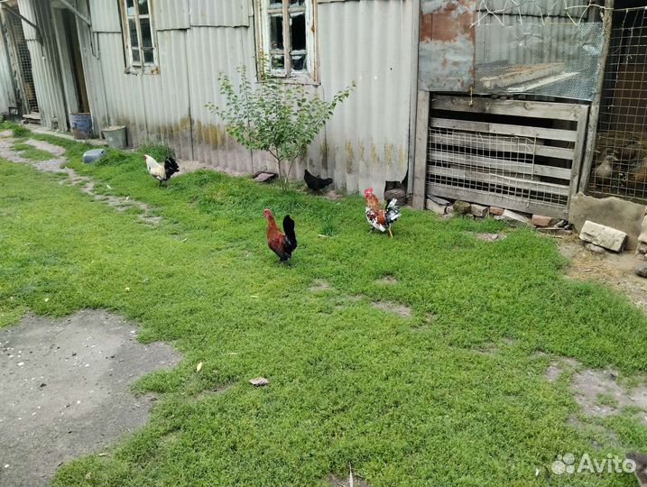 Декоративные курицы